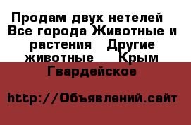 Продам двух нетелей - Все города Животные и растения » Другие животные   . Крым,Гвардейское